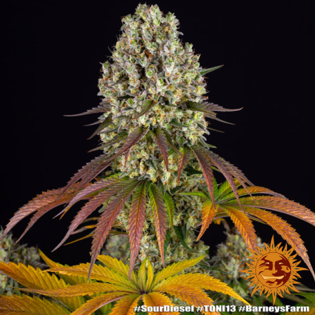 Sour Diesel | Feminised, Indoor & Outdoor
