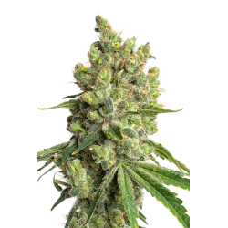 Jym´s Limonic  | Feminised, Indoor & Outdoor