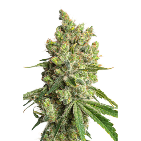 Jym´s Limonic  | Feminised, Indoor & Outdoor