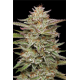 Banana OG | Feminised, Indoor & Outdoor