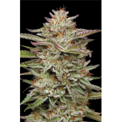Banana OG | Feminised, Indoor & Outdoor