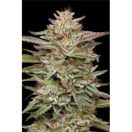 Banana OG | Feminised, Indoor & Outdoor