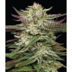 Humboldt Headband | Feminised, Indoor & Outdoor
