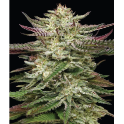 Humboldt Headband | Feminised, Indoor & Outdoor