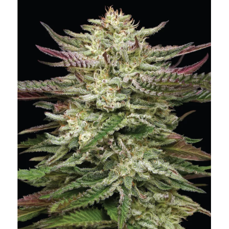 Humboldt Headband | Feminised, Indoor & Outdoor