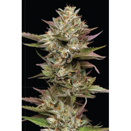 Moon Fog | Feminised, Indoor & Outdoor