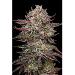 Chicken n’ Wafflez | Feminised, Indoor & Outdoor