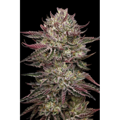 Chicken n’ Wafflez | Feminised, Indoor & Outdoor