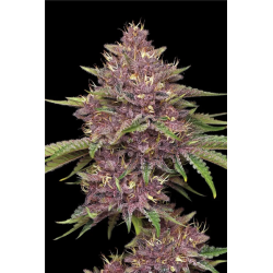 Purpz | Feminised, Indoor & Outdoor