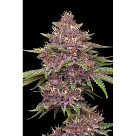 Purpz | Feminised, Indoor & Outdoor