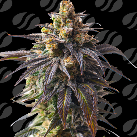 Auto Velvet Drip | Feminised, Auto, Indoor & Outdoor