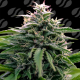 Creamzilla Auto | Feminised, Auto, Indoor & Outdoor