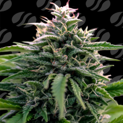 Creamzilla Auto | Feminised, Auto, Indoor & Outdoor
