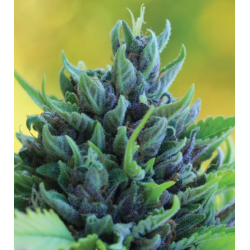 Humboldt Dream Auto | Feminised, Auto, Indoor & Outdoor