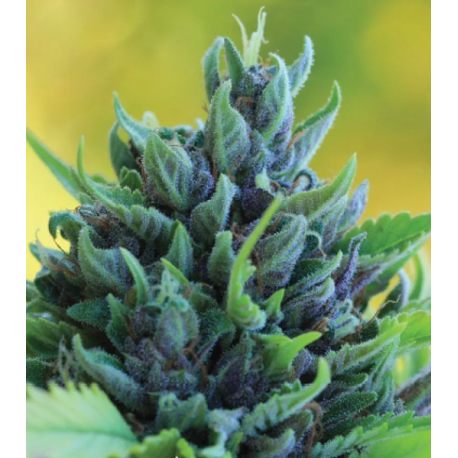 Humboldt Dream Auto | Feminised, Auto, Indoor & Outdoor