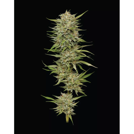 OG Kush Auto | Feminised, Auto, Indoor & Outdoor