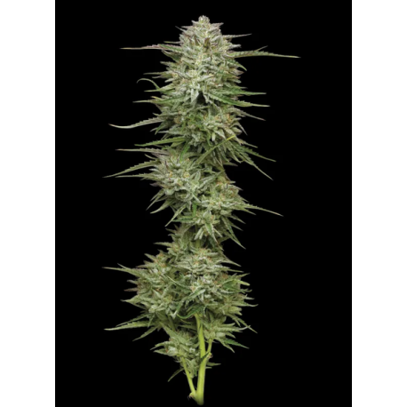 Pound Town Auto | Feminised, Auto, Indoor & Outdoor