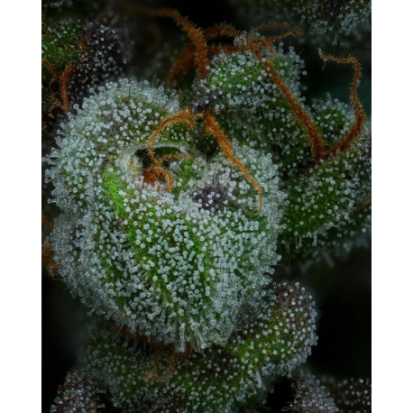 All Gas OG | Feminised, Indoor & Outdoor