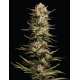 California Octane | Feminised, Indoor & Outdoor