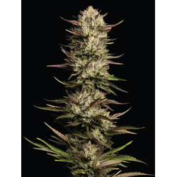 California Octane | Feminised, Indoor & Outdoor