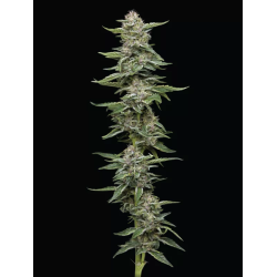 Garlic Budder | Feminised, Indoor & Outdoor