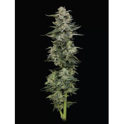 Nutter Budder | Feminised, Indoor & Outdoor