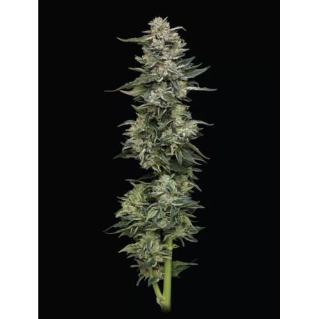 Nutter Budder | Feminised, Indoor & Outdoor