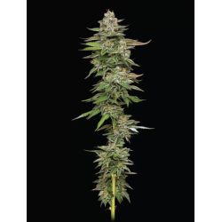 Poddy Mouth | Feminised, Indoor & Outdoor