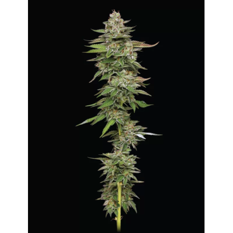 Poddy Mouth | Feminised, Indoor & Outdoor