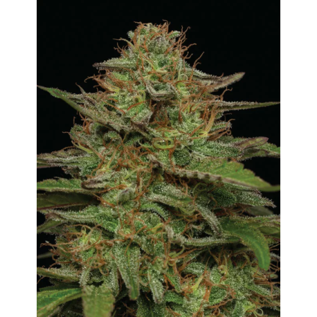 Strawberry Cheesecake | Feminised, Indoor & Outdoor
