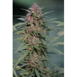 Serious 6 | Indoor & Outdoor