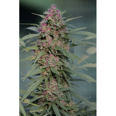 Serious 6 | Indoor & Outdoor