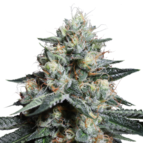 Lava Freeze | Feminised, Indoor & Outdoor