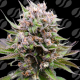 Auto Cotton Berry Rush | Feminised, Auto, Indoor & Outdoor