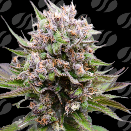 Auto Cotton Berry Rush | Feminised, Auto, Indoor & Outdoor