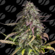 Melon Mosh Auto | Feminised, Auto, Indoor & Outdoor