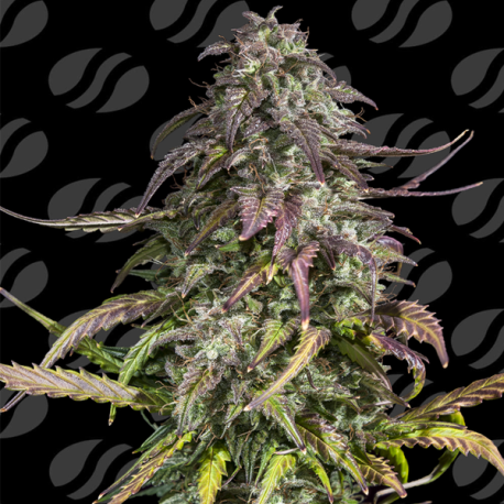Melon Mosh Auto   | Feminised, Auto, Indoor & Outdoor