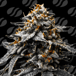 Auto Twilight Slush | Feminised, Auto, Indoor & Outdoor