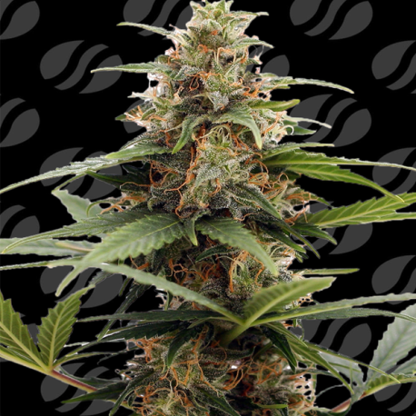 Orange Ooze   | Feminised, Indoor & Outdoor