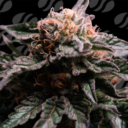 Banana Fumes   | Feminised, Indoor & Outdoor