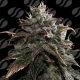 Papaya Stank  | Feminised, Indoor & Outdoor