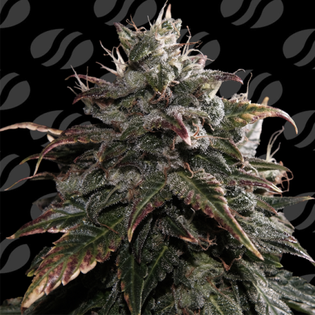 Papaya Stank  | Feminised, Indoor & Outdoor