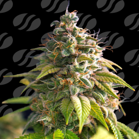 Citrus Slurp  | Feminised, Indoor & Outdoor