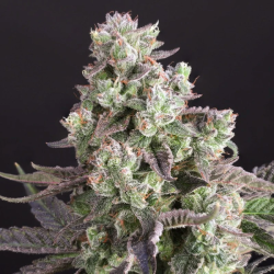 Candy Bubatz XL | Feminised, Indoor & Outdoor