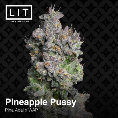 Pineapple Pussy | Feminised, Indoor & Outdoor