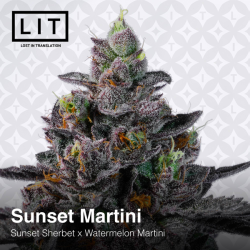 Sunset Martini  | Feminised, Indoor & Outdoor