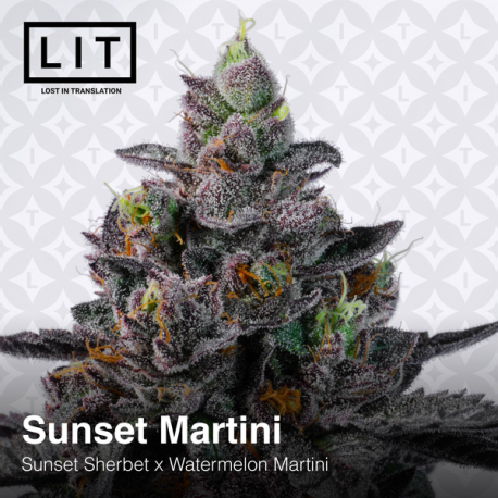 Sunset Martini  | Feminised, Indoor & Outdoor