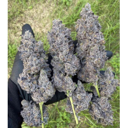 Bananacane | Feminised, Indoor