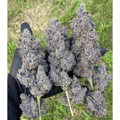 Bananacane | Feminised, Indoor