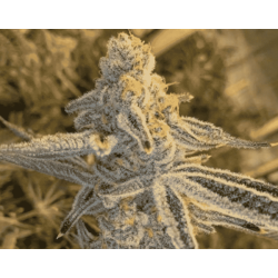 Platinum Jelly | Feminised, Indoor